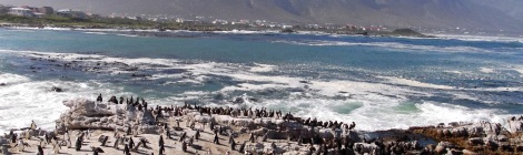 Penguins Betty's Bay